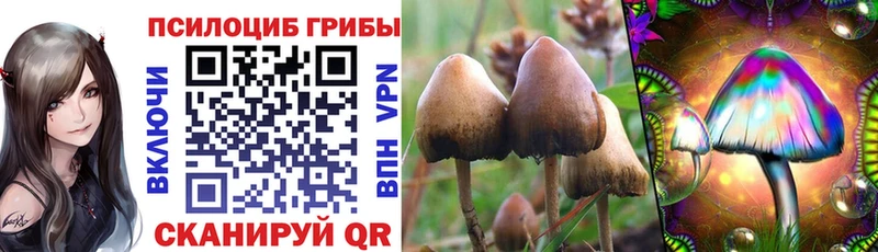 Псилоцибиновые грибы Psilocybine cubensis  ОМГ ОМГ tor  Тихвин 